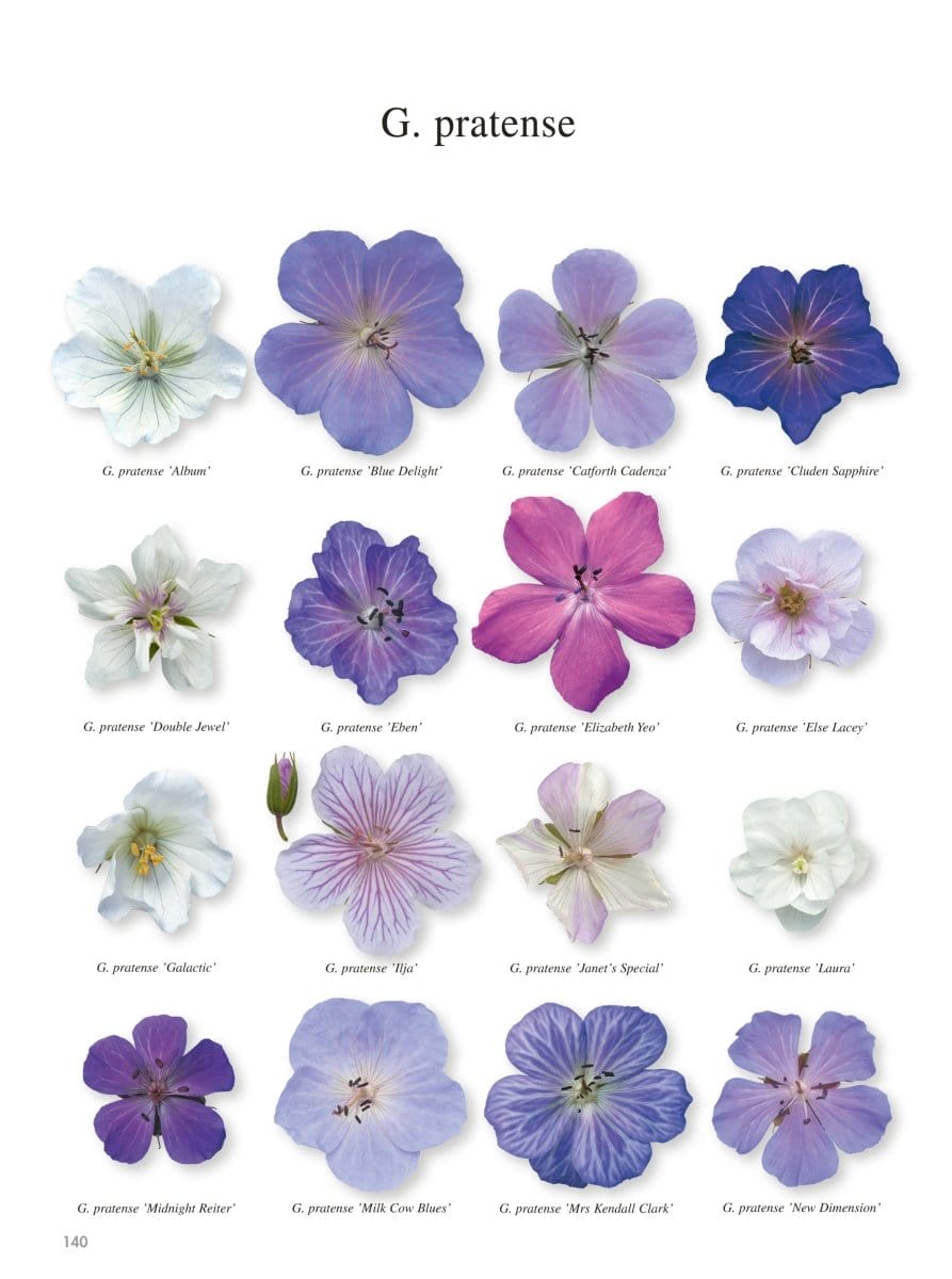 Storkenæb - Blomsterverden